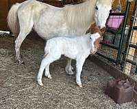 pinto-miniature-mare