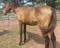 small-star-right-rear-coronet-horse
