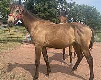 buckskin-small-star-right-rear-coronet-horse