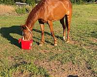 blaze-right-hind-pattern-white-horse