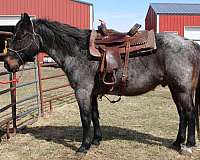 sioux-falls-quarter-horse
