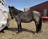 sioux-falls-gelding