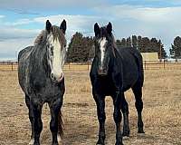 sorrel-star-coronet-band-right-hind-horse
