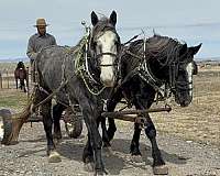 all-around-rocky-mountain-horse
