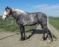 gaited-rocky-mountain-horse