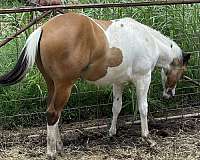 ranch-versa-paint-horse