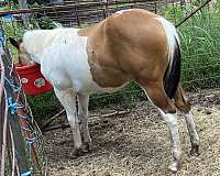 ranch-versa-colt