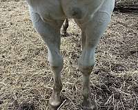 lots-of-color-paint-horse