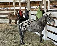 Appy Gelding Miniature Horse AMHR