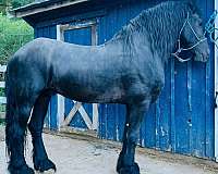 friesian-horse-for-sale