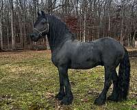 fpzv-friesian-mare-stallion
