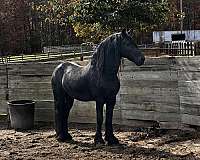 friesian-stallion