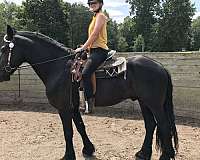 friesian-horse