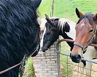 friesian