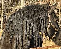 breeding-friesian-horse