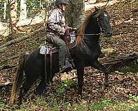 star-horse