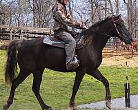 chocolate-star-horse