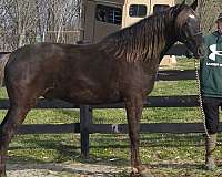 rocky-mountain-horse