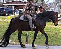 star-horse