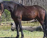 bay-star-horse