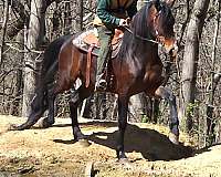rocky-mountain-horse