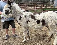 multiple-spots-all-over-donkey