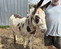 overo-multiple-spots-all-over-donkey