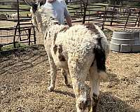 tri-color-donkey