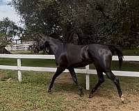 proj-horse
