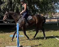 proj-filly