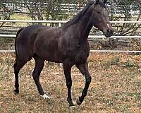 bay-white-snip-sock-horse