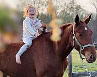 all-around-belgian-draft-horse
