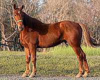 sorrel-draft-gelding