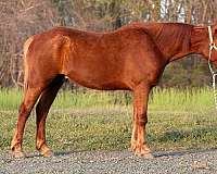 sorrel-gelding-for-sale