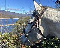 quarter-horse-gelding
