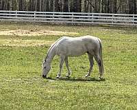 quarter-horse-for-sale