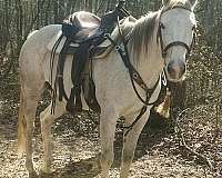 quarter-horse