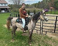 kismet-horse