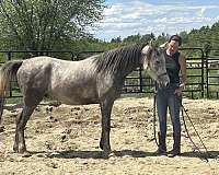 by-patrick-arabian-horse