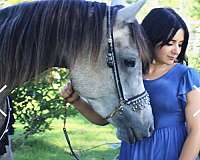 kismet-arabian-horse
