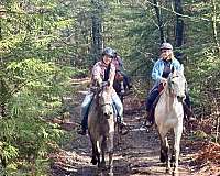 kismet-gelding