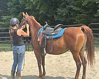 chestnut-crescent-moon-on-forehead-horse
