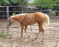 big-money-paint-horse