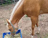 dewormed-paint-horse