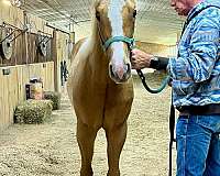 feminine-paint-horse