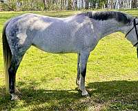 dappled-pony
