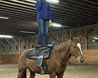 appendix-horse-for-sale