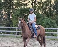 appendix-horse