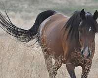 breeding-arabian-horse