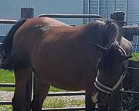 bay-arabian-mare